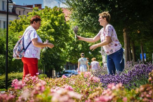 Akcja "Lawenda dla przechodniów" na ulicach Giżycka